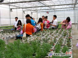 臺灣花卉在貴州綻放 落地培育助農(nóng)增收致富