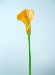 田園家居裝飾新選擇 馬蹄蓮與慈菇花PU仿真花廠家直銷(xiāo)指南