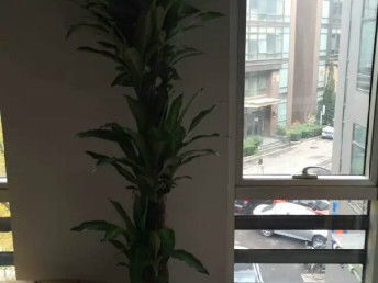 匯通花卉租擺服務(wù)公司 天津花鳥魚蟲市場中的專業(yè)花卉養(yǎng)護