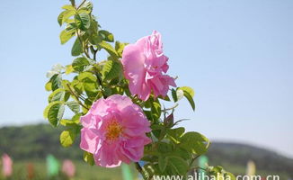 花中皇后 大馬士革玫瑰精油的全面指南——價(jià)格、廠家、圖片與苗木種植