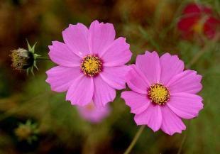 波斯菊種子市場行情與選購指南 供應商與價格分析