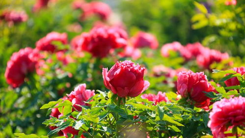 618熱度減退，半畝花田如何憑借苗木種植逆勢(shì)增長(zhǎng)？