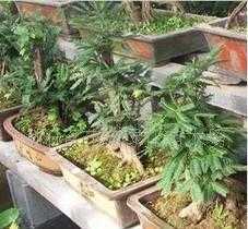 古樁雅韻與林間繁花 盆景藝術(shù)與苗木種植的產(chǎn)業(yè)魅力