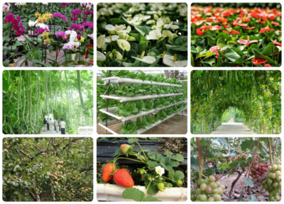 科技賦能，綠意盎然 探訪北京小湯山現(xiàn)代農(nóng)業(yè)科技示范園的苗木種植