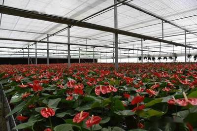 2021年全國(guó)花卉產(chǎn)銷形勢(shì)深度剖析 盆栽植物與苗木種植產(chǎn)業(yè)發(fā)展報(bào)告