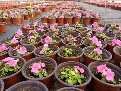 玉灃花卉現(xiàn)代農(nóng)業(yè)產(chǎn)業(yè)園 60萬盆鮮花濃情綻放，苗木種植助推產(chǎn)業(yè)升級(jí)