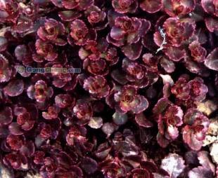 青州森淼花卉苗木園藝 高性價比綠化苗木供應專家